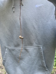 Dioscorea polystachya