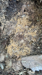 Arcyria obvelata