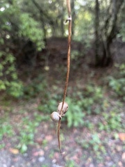 Dioscorea polystachya