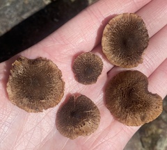 Inocybe australiensis