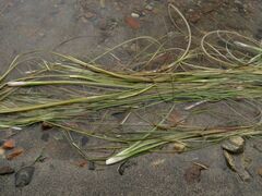 Zostera