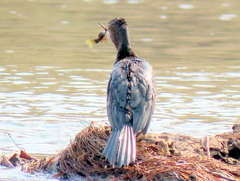 Microcarbo africanus africanus