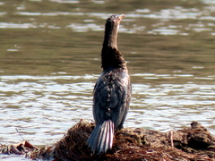 Microcarbo africanus africanus