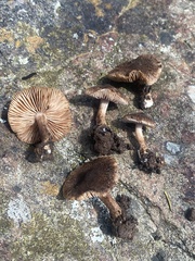 Inocybe australiensis