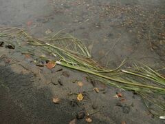 Zostera