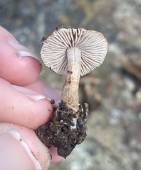 Inocybe australiensis