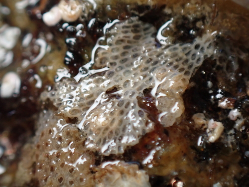 Encrusting Bryozoan, Ille-et-Vilaine, Bretagne, France, photo 6 of 10