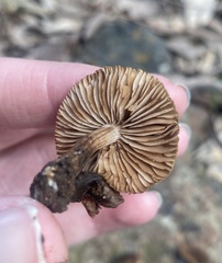 Inocybe australiensis