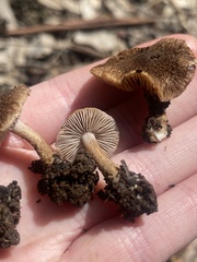 Inocybe australiensis