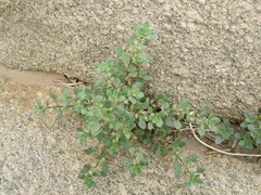 Forsskaolea