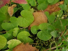 Viola palustris