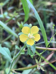 Ludwigia leptocarpa
