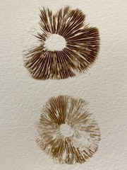 Inocybe australiensis