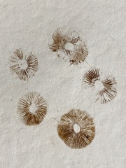 Inocybe australiensis