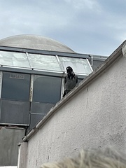 Corvus cornix