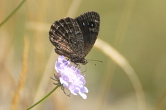 Satyrus actaea