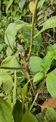 Anolis mariarum