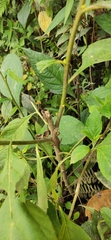 Anolis mariarum