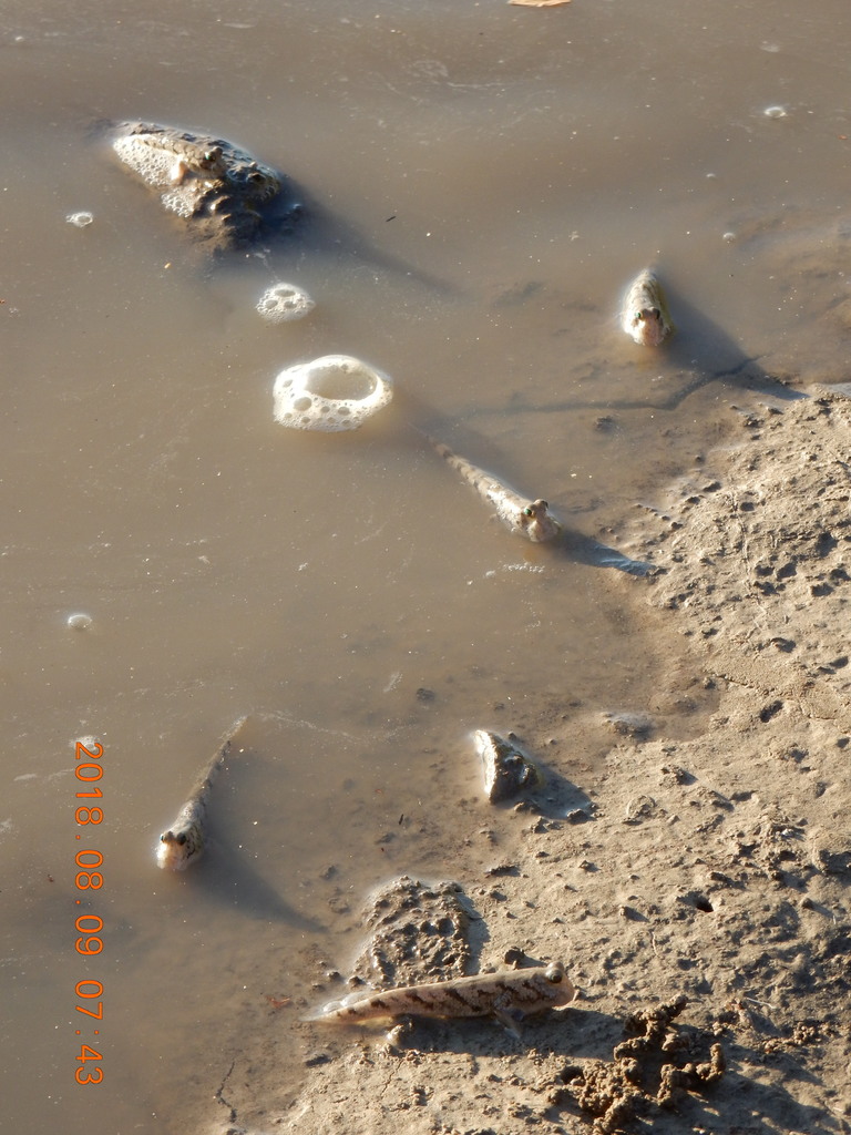Darwin's Mudskipper
