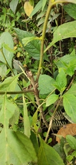 Anolis mariarum