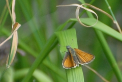 Thymelicus sylvestris