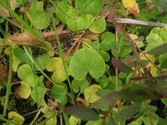 Viola palustris