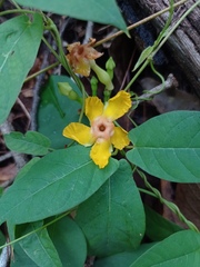 Mandevilla subsagittata