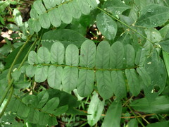 Baissea zygodioides