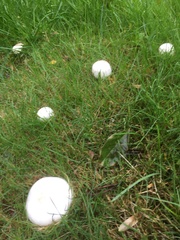 Agaricus arvensis