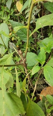 Anolis mariarum
