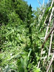 Carduus pycnocephalus