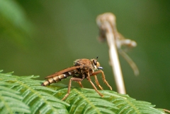 Asilus crabroniformis