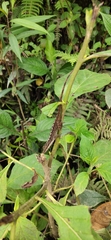 Anolis mariarum