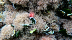Serpula vermicularis