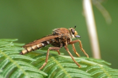 Asilus crabroniformis