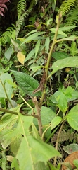 Anolis mariarum