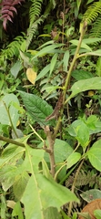 Anolis mariarum