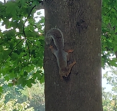Sciurus carolinensis