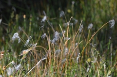 Trichophorum alpinum