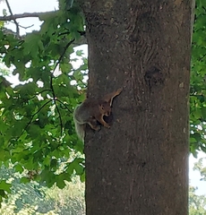 Sciurus carolinensis