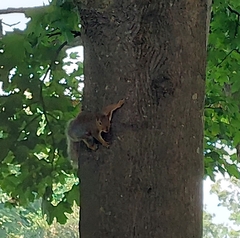 Sciurus carolinensis