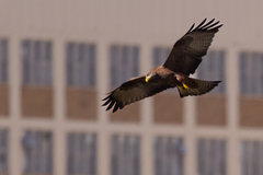 Milvus migrans parasitus