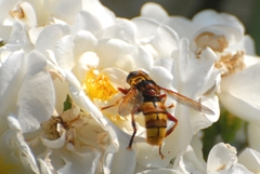 Milesia crabroniformis