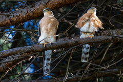 Accipiter rufiventris