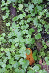 Hydrocotyle americana