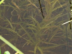 Potamogeton alpinus