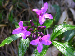 Cardamine pentaphyllos