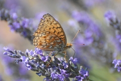 Argynnis niobe