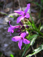 Cardamine pentaphyllos