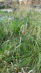 Scirpus pendulus